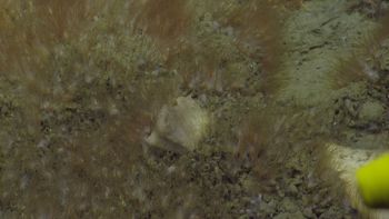 Media type: image;   Invertebrate Zoology 153118 Description: live specimen;